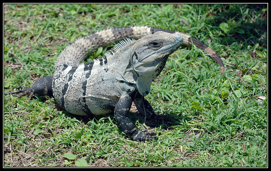 049 at Tulum